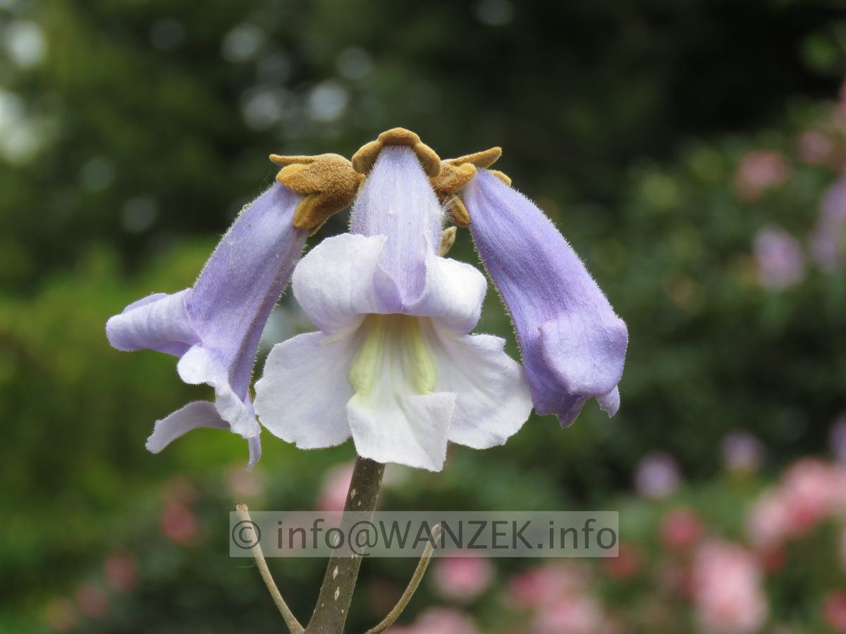 Paulownia tomentosa - Bluetenmacro 04.JPG